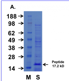 Cupid-MDM2-A Peptide Data