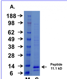 Cupid-MDM2-B Peptide Data