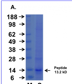 Cupid-MDM2-C Peptide Data