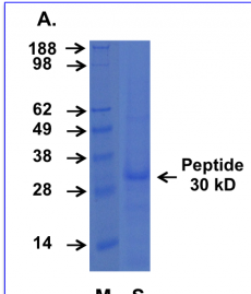 Cupid-PTEN-A Peptide Data