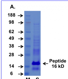 Cupid-PTEN-B Peptide Data