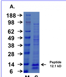 Cupid-p53-A Peptide Data