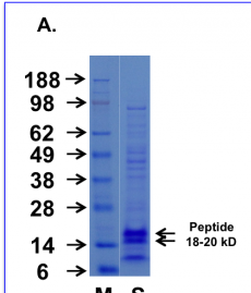 Cupid-p53-B Peptide Data: