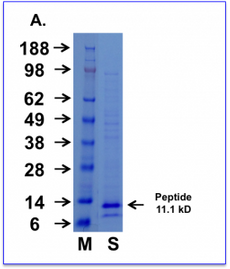 Cupid-MDM2-B Peptide Data
