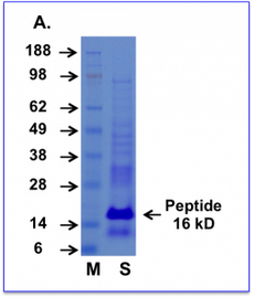 Cupid-PTEN-B Peptide Data